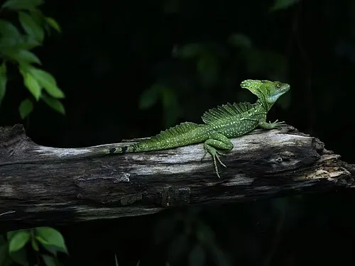 Basilic vert (Basiliscus plumifrons)