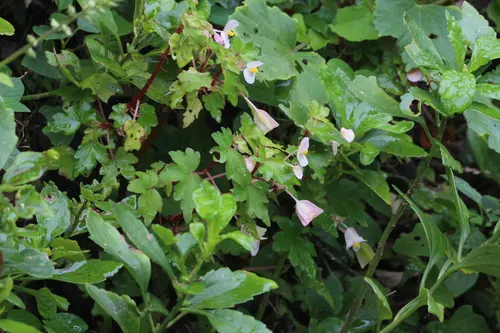 Bégonia à feuilles d'érable (Begonia dregei)