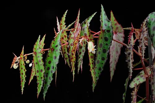 Bégonia amphioxus (Begonia amphioxus)