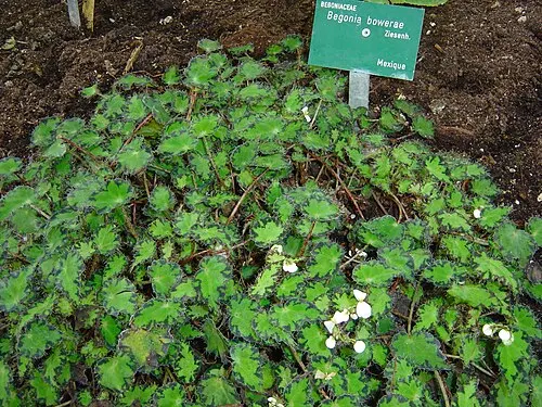 Bégonia à cils (Begonia bowerae)
