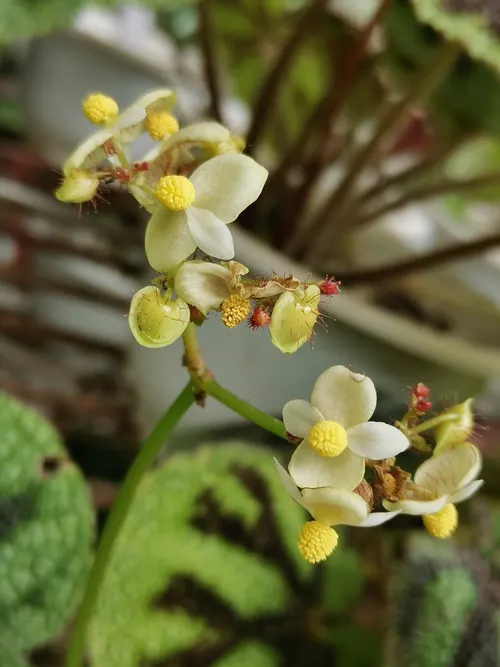 Bégonia croix-de-fer (Begonia masoniana)
