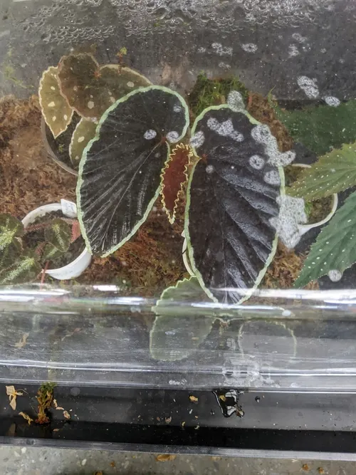 Bégonia Dark Vador (Begonia darthvaderiana)