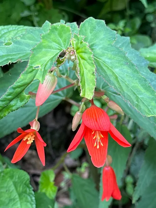 Bégonia de Bolivie (Begonia boliviensis)
