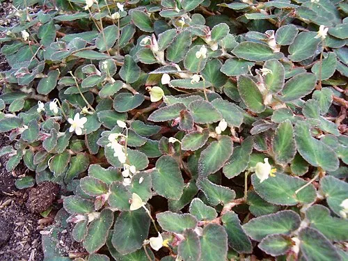Bégonia de Thelma (Begonia thelmae)