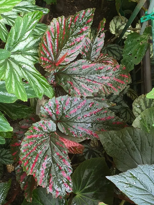 Bégonia exotica (Begonia brevirimosa)