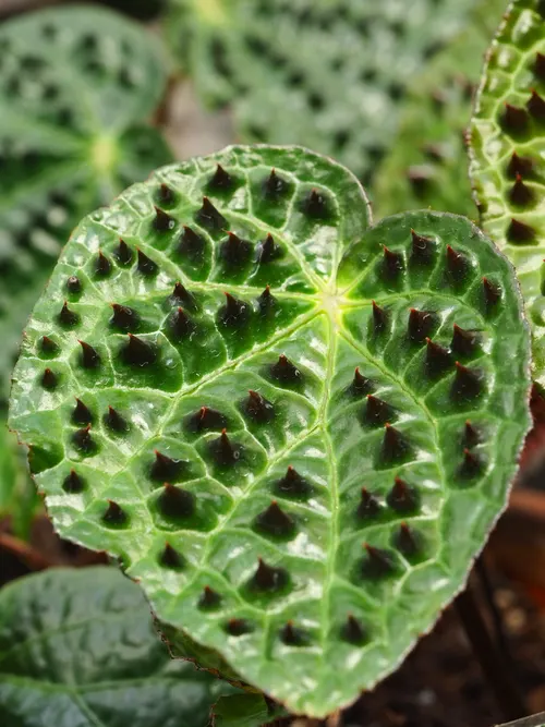 Bégonia féroce (Begonia ferox)