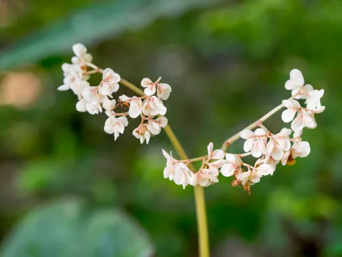 Bégonia Fire King (Begonia goegoensis)