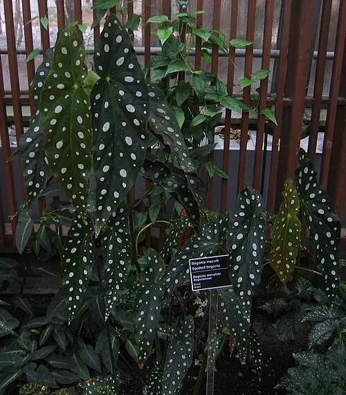 Bégonia à pois (Bégonia polka dot) (Begonia maculata Raddi)