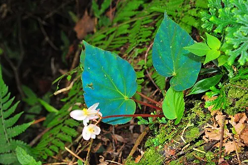 Bégonia paon irisé (Begonia pavonina)