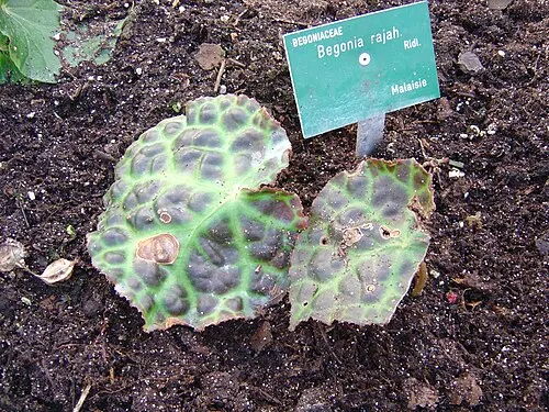 Bégonia rajah (Begonia rajah)