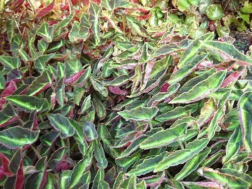 Bégonia rayé (Begonia listada)
