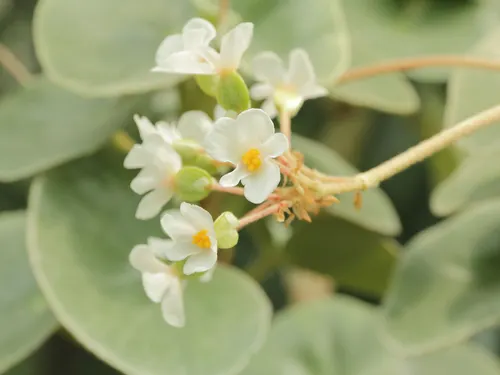 Bégonia veiné (Begonia venosa)