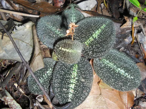 Bertolonia (Bertolonia maculata)