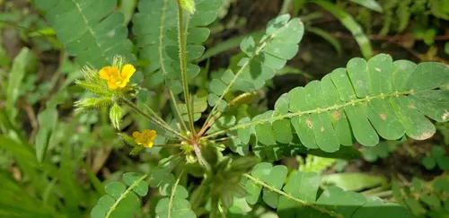 Biophytum (Biophytum sensitivum)