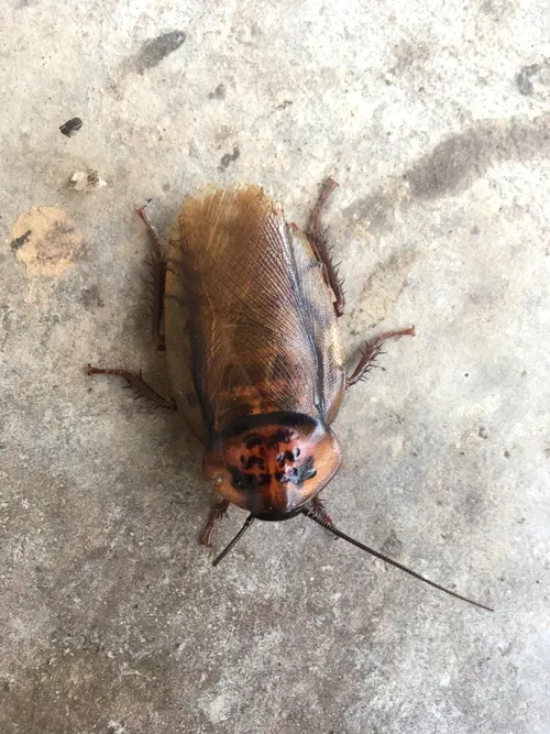 Blatte à tête orange (Eublaberus posticus)