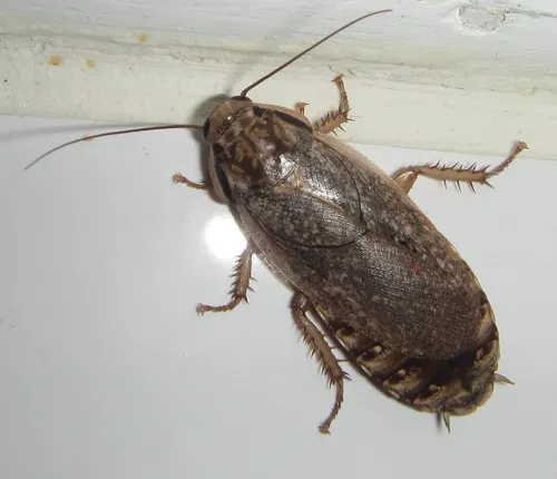 Blatte cendrée (lobster roach) (Nauphoeta cinerea)