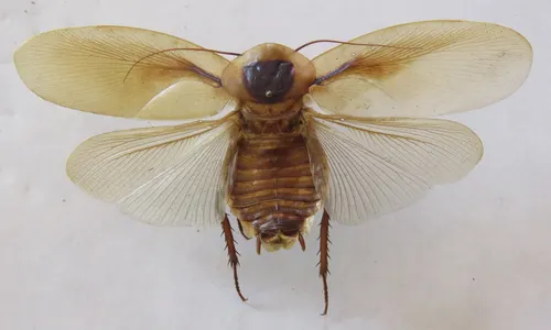 Blatte discoïde (Blaberus discoidalis)