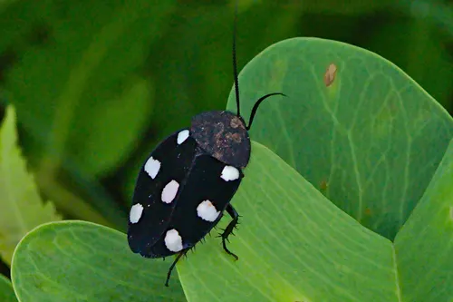 Blatte domino (Therea petiveriana)