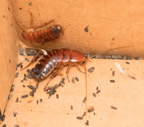 Blatte du Turkestan (red runner) (Shelfordella lateralis)