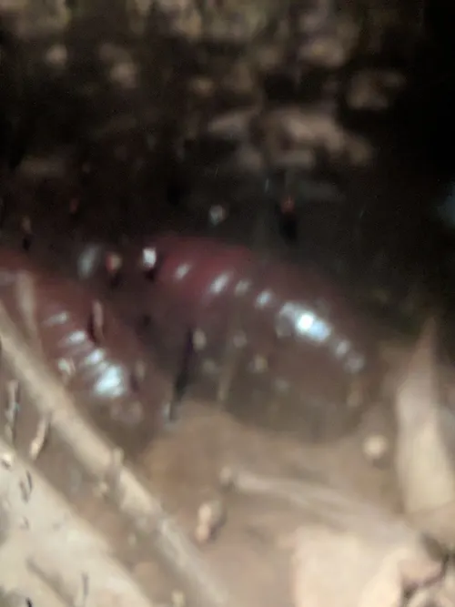 Blatte fouisseuse de Cuba (Byrsotria fumigata)