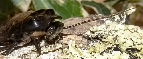 Blatte souffleuse de Madagascar (Gromphadorhina portentosa)