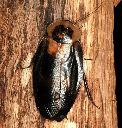 Blatte tête de mort (Blaberus craniifer)
