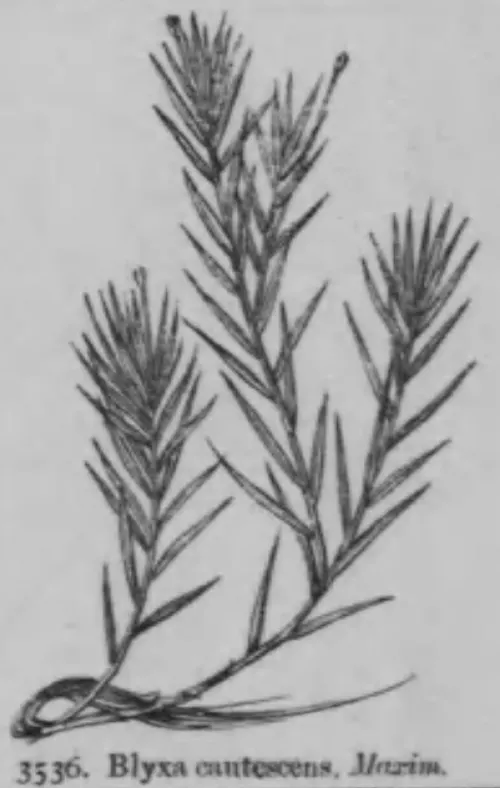 Blyxa du Japon (Blyxa japonica)