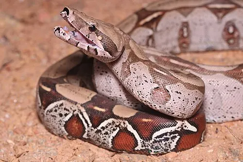 Boa constrictor (Boa constrictor)