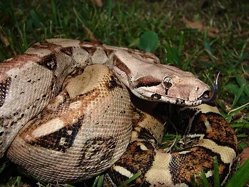 Boa commun (Boa empereur) (Boa imperator)