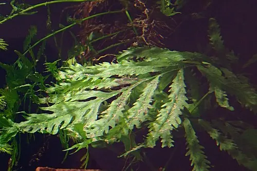 Fougère du Congo (Bolbitis heudelotii)