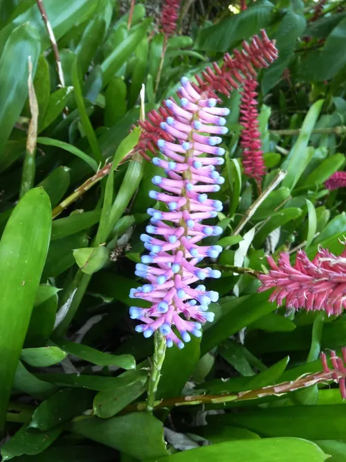 Broméliacée allumette (Aechmea gamosepala)
