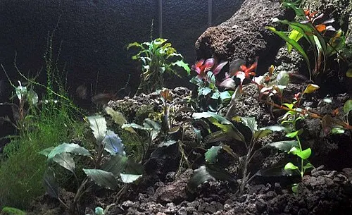 Bucephalandra naine (Bucephalandra pygmaea)