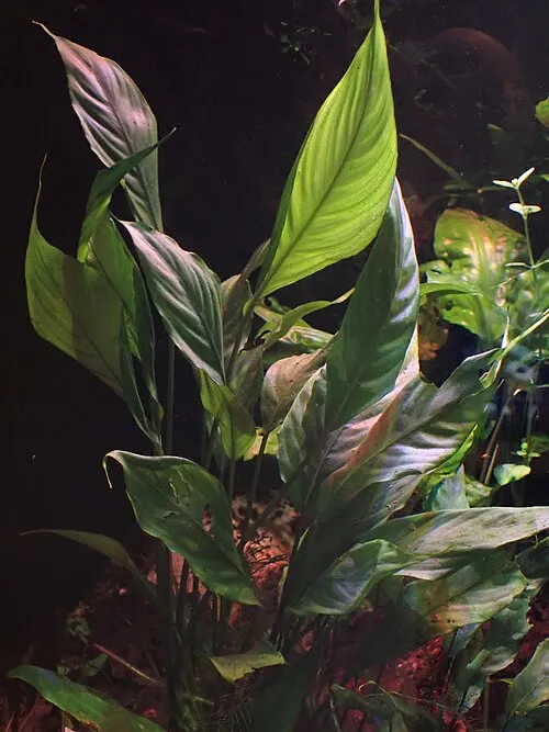 Bucephalandra (Bucephalandra motleyana)