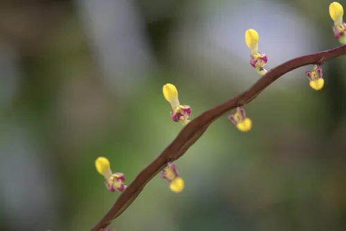 Bulbophyllum falcatum (Bulbophyllum falcatum)
