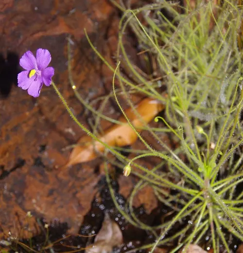 Byblis à fleurs de lin (Byblis liniflora)