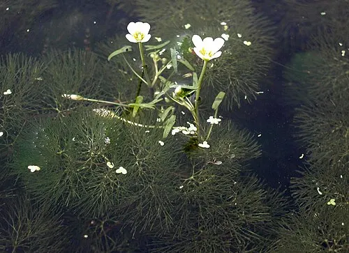 Cabomba de Caroline (Cabomba caroliniana)