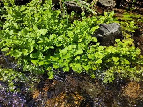 Cardamine lyrata (Cardamine lyrata)