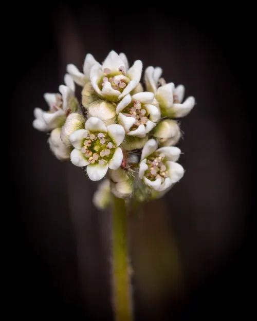 Céphalote (plante à urnes australienne) (Cephalotus follicularis)