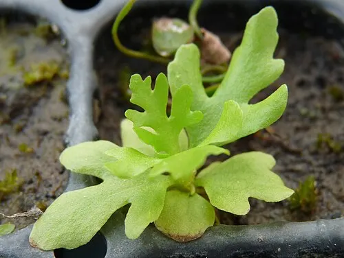Fougère de Sumatra (Water Sprite) (Ceratopteris thalictroides)