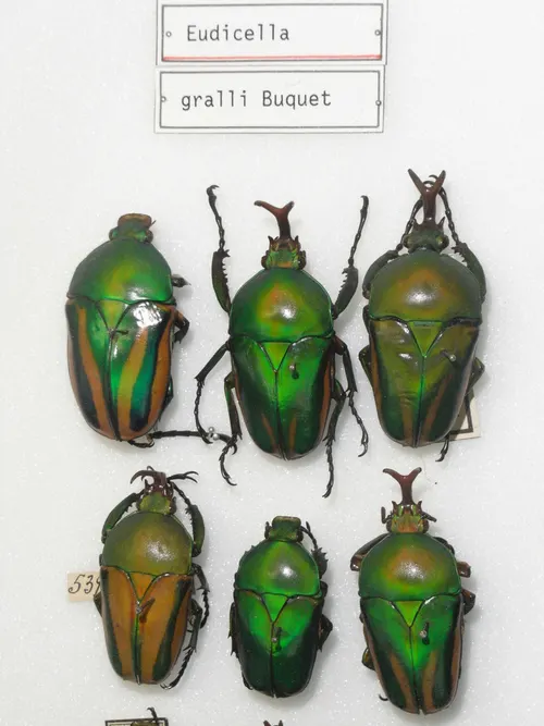 Cétoine à corne verte (de Gralli) (Eudicella gralli)