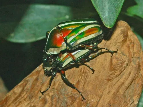 Cétoine de Derby (Dicronorrhina derbyana)
