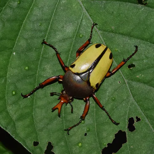 Cétoine de Smith (Eudicella smithi)