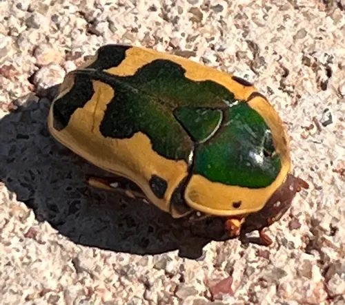Cétoine des fleurs d'Afrique australe (Pachnoda sinuata)