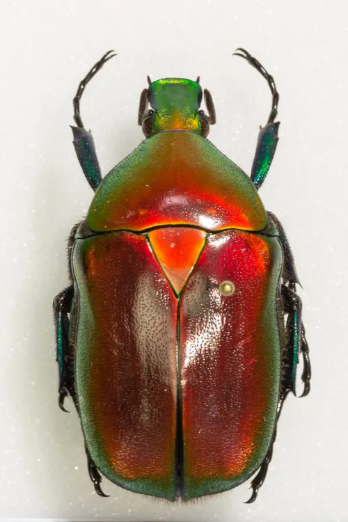 Cétoine flamme (Torynorrhina flammea)