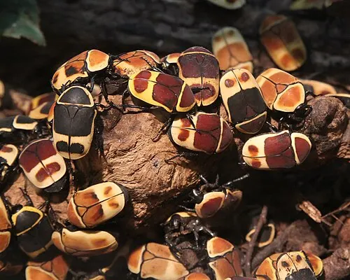 Cétoine marginée (Pachnoda marginata)