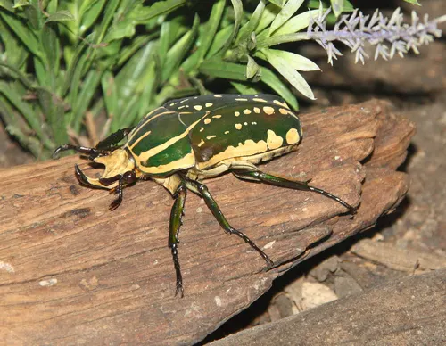 Cétoine Polyphème (Chelorrhina polyphemus)