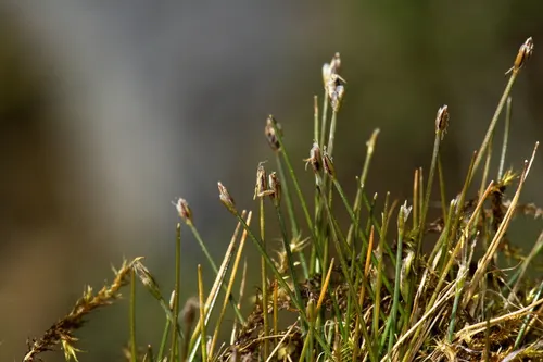 Cheveux d'ange nain (Eleocharis pusilla) (Eleocharis pusilla)