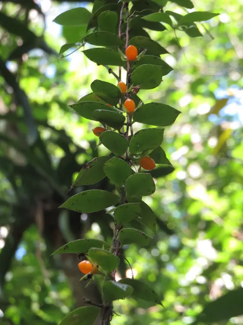 Codonanthe de Devos (Codonanthe devosiana)