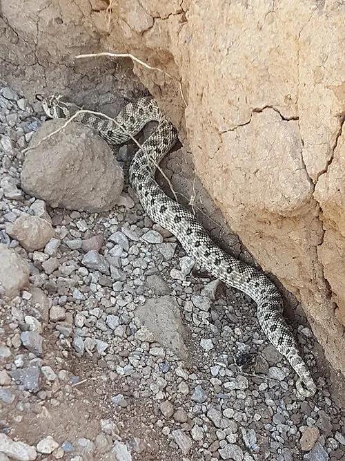 Couleuvre à groin mexicaine (Heterodon kennerlyi)