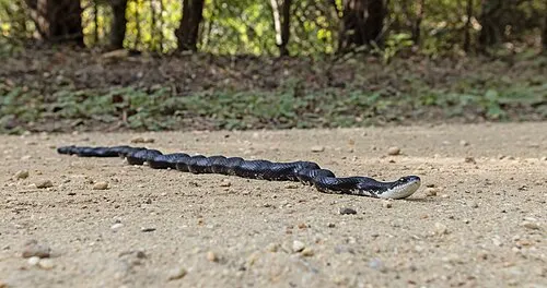 Couleuvre obscure (rat snake) (Pantherophis obsoletus)